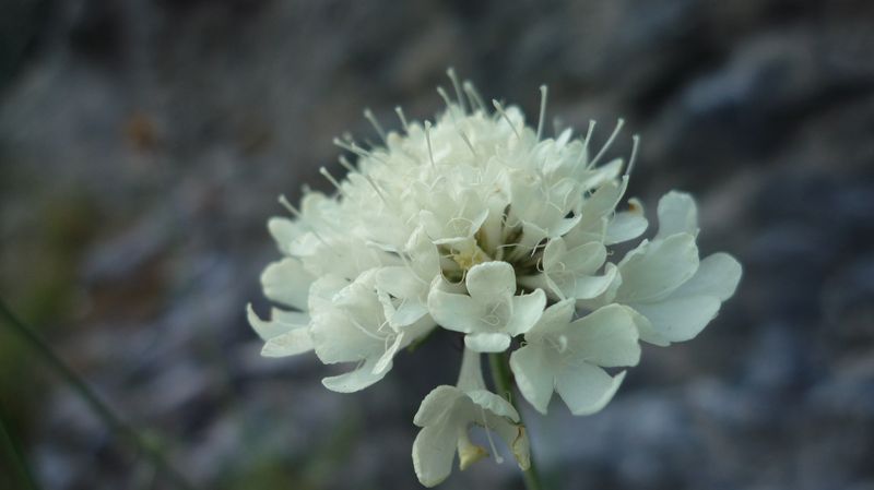 Cephalaria leucantha dall''Olimpo